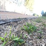 マリファナ - @rick_weed_ - Instagram