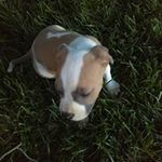 Rick Wiggins - @wigginsr298 - Instagram