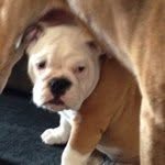 Rick Wolfram C.E.P.C. - @pastrychef76 - Instagram