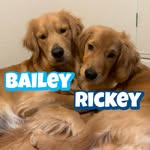 Bailey(ベイリー)＆Rickey(リッキー) - @bailey__rickey - Instagram