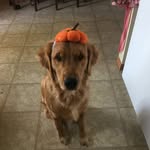 Hudson Rickey - @goldenretriever_hudsonrickey - Instagram