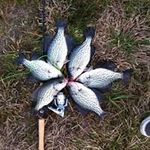 Ricky Farmer - @fishalldayforfun - Instagram