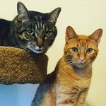 Ricky, Barney, and Alfred - @twotabbiesandatux - Instagram