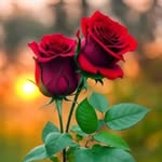 Ricky Anthony - @ricky_manisha_anthony - Instagram