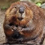 Ricky Beaver - @thicccy_ricky_the_beaver - Instagram