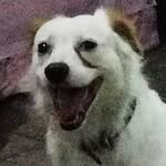 ricky boby - @rickyboby_dog - Instagram