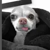 user2551975210184 - @ricky_bones - TikTok