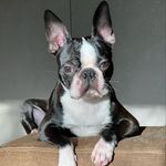 Bostonterrier Ricky - @bostondog_ricky - Instagram