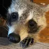 Ricky Bobby Bowles - @ricky.theraccoon - TikTok