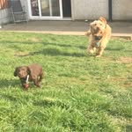 Ricky & Brady Cocker - @rickybrady_cocker - Instagram