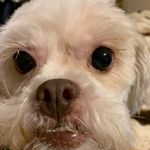 Ricky Brock - @shelbydog60 - Instagram