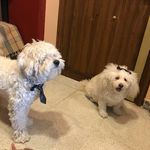 Buggy & Ricky - @buggy.ricky - Instagram