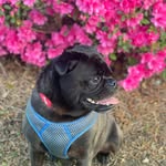 Ricky 😍 - @ricky_the_buggg - Instagram