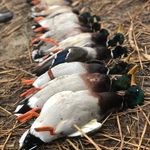 🏹Ricky 🎣🦌🦆 - @ricky.carroll_ - Instagram