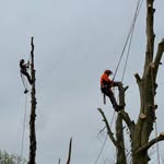 Ricky Chambers - @rickys_garden_tree_care - Instagram
