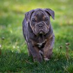 Ricky Chatman - @pets__feature__daily - Instagram