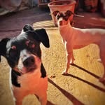 Ricky & Freyja - @ricky.freyja.terrierchileno - Instagram