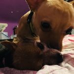 Ricky & Hazel🐾 - @ricksterzhazelz - Instagram