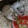 🐭Ricky, Jack & Bailey🐹 - @rickyjackandbailey - TikTok