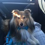 Benn Hurricane (Ricky) - @ricky.little.sheltie - Instagram