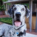 Ricky Marsh - @great_dane_ricky - Instagram