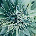 Ricky Morrow - @gotz2grow - Instagram