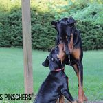 Ricky Parham - @dobermanpincher_life - Instagram