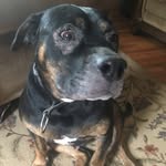 Ricky.Roo - @ricky.roo.the_pup - Instagram