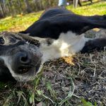 Rick Seay - @mudflapva98 - Instagram