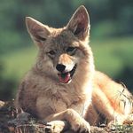 Rick Selman - @coyotetalksback - Instagram
