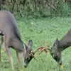 Ricky Sheppard - @ricky.sheppard0 - TikTok