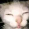 Ricky - @rickyshinn549 - TikTok