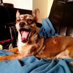 Ricky, a dog from Spain - @perricky - Instagram