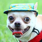 Ricky - @ricky.chihuahua.spain - Instagram