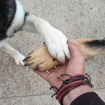 Ricky Terry - @ricks_k9s - Instagram