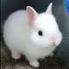 rickytsang742 - @rickytsang742 - TikTok