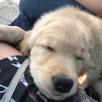Ricky voss - @rickythegoldendog - Instagram