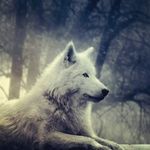 Ricky_Wolf - @rickywolf021 - Instagram