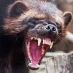 Ricky Wolf - @rickywolf_1982 - Instagram