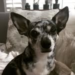 Rico Sauve Glover - @illtemperedchihuahau - Instagram