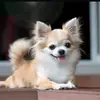 Rico Wonderful 🐩🐕🐶🇯🇲🇹🇬 - @wonderricodoglover - TikTok