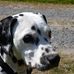 Costa Rico of Haddon Hall - Facebook