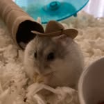 Rico Jensen-Naatz - @ricothenastyhamster - Instagram