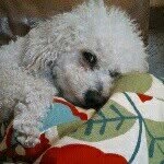 Rico Knight - @ricothewonderdog - Instagram