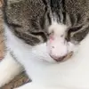 shelovesricoknight - @shelovesricoknight - TikTok