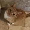Rico Lewis - @cute_cat_reacts - TikTok