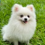 Rico Nelson 🐻‍❄️ Spitz Alemão - Pomerania - @spitz.rico - Instagram