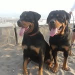 Ricardo Pilco - @ri_corazondeleon - Instagram
