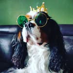 #Rico🥊🐾 .aka MR Sweeney🇾🇪 - @rico_the_king_cavalier - Instagram