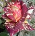 Rigoberto Jauregui - Facebook